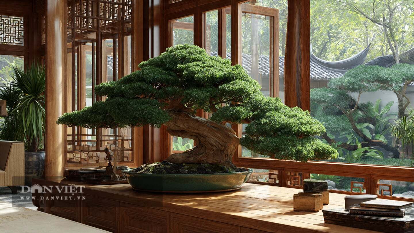 Giá bonsai bách xù Juniperus spp. chênh lệch rất lớn