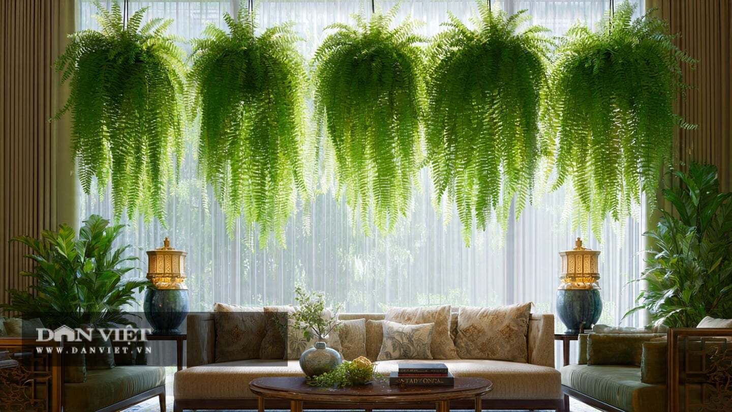 Cây cảnh này giúp điều hòa không khí