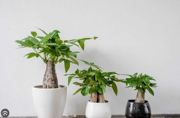 Kim ngân trưởng thành có thể cao từ 1m đến 2m nếu trồng trong chậu. Đây là kiểu thân đặc trưng thường thấy ở các loại kim ngân thắt bím để bàn hoặc đặt phòng khách.