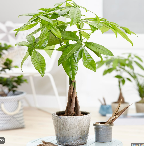 Theo phong thủy, kim ngân biểu tượng của tài lộc, hòa hợp năng lượng ngũ hành, đem lại may mắn cho gia chủ.
