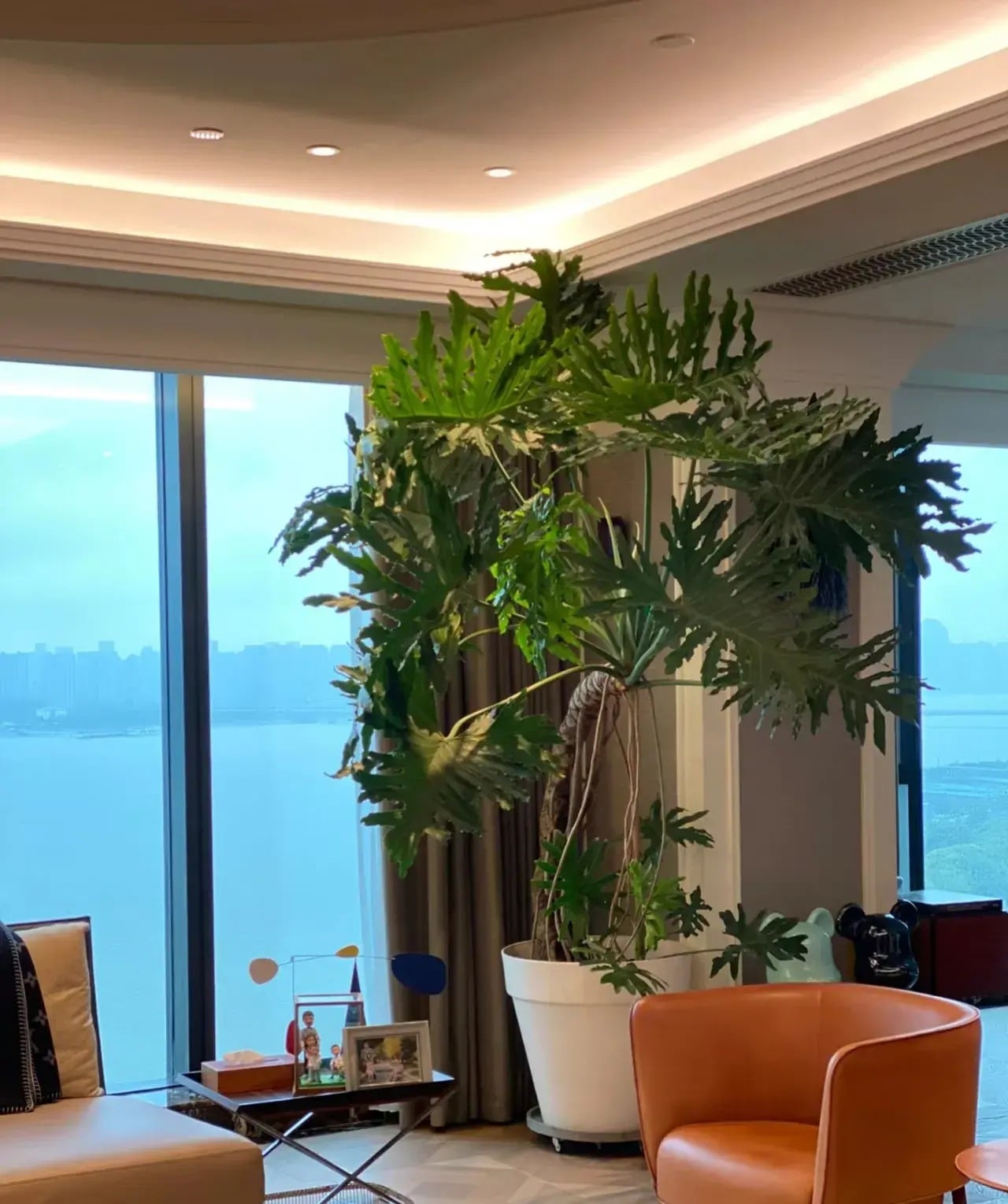 Theo người xưa, cây cảnh này rất hợp với người mệnh Mộc và mệnh Hỏa