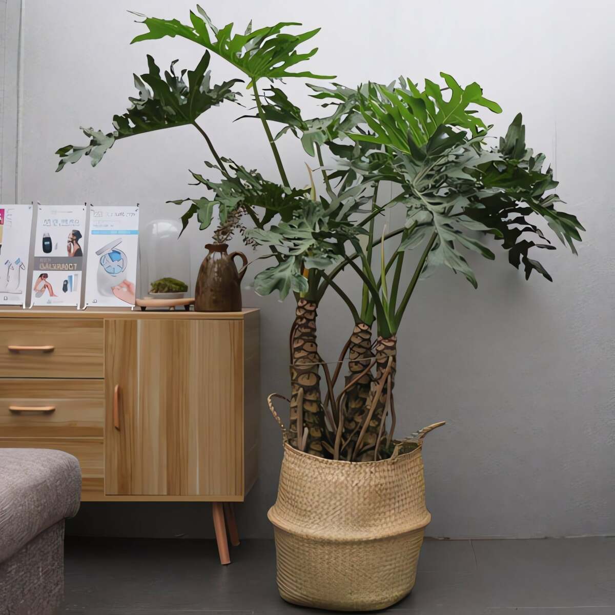 Người xưa dặn: Phòng khách có trầu bà thanh xuân, công việc hanh thông, gia đình hòa thuận