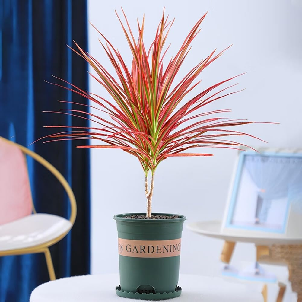 Cây cảnh gây ấn tượng bởi dáng vẻ mảnh mai mà kiêu hãnh