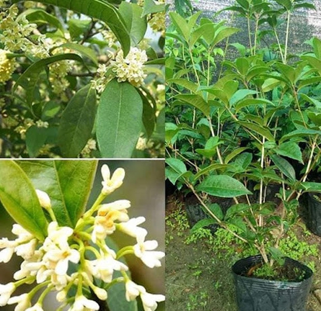 Hãm vài bông mộc hương khô trong nước nóng sẽ cho ra tách trà ngọt dịu, hương hoa thoang thoảng, giúp thư giãn tinh thần.