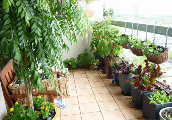 Việc lựa chọn cây phong thủy trồng ngoài ban công phù hợp không chỉ giúp không gian thêm xanh mát, mà còn thu hút vượng khí, tài lộc cho gia chủ.
