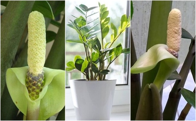 Cây kim tiền ưa sáng nhẹ, không thích nắng gắt. Hãy đặt cây ở gần cửa sổ, ban công có mái che hoặc nơi có ánh sáng khuếch tán tự nhiên.