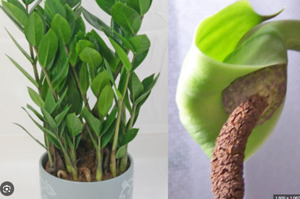 Cây kim tiền được sử dụng trong nhà với ý nghĩa mang lại tài lộc cho gia chủ, vận nên đã và đang có rất nhiều gia đình trồng loại cây này trong nhà.