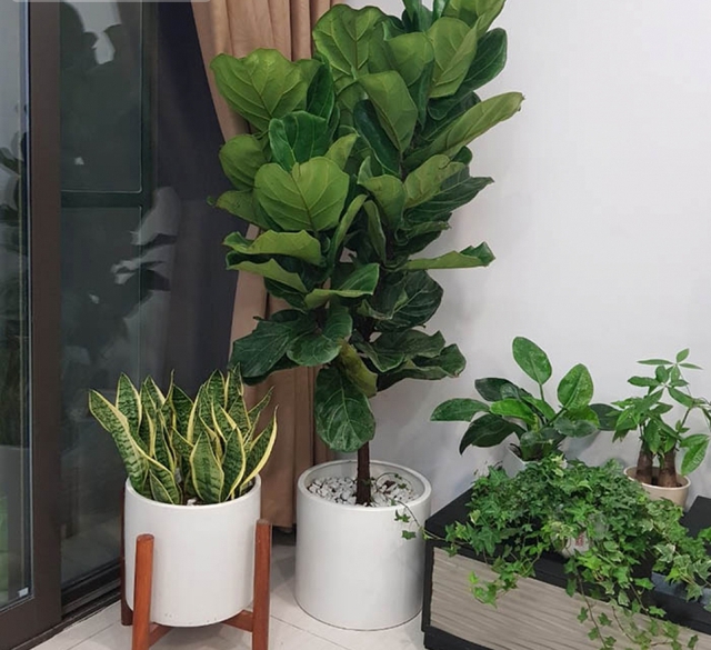 Bàng Singapore là loại cây đang rất được ưa chuộng trong thiết kế nội thất hiện đại. Với tán lá lớn, xanh đậm và dáng cây thanh thoát, cây mang cảm giác sang trọng và tinh tế.