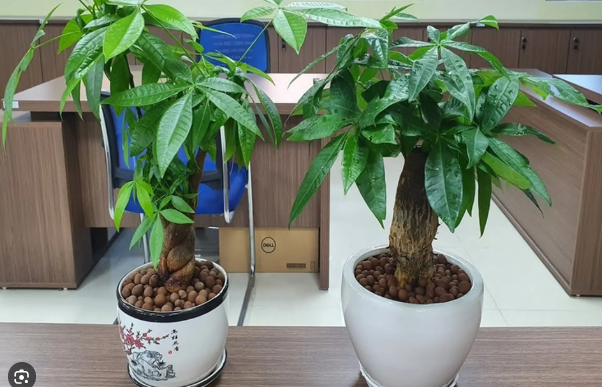 Theo quan niệm phong thủy, cây kim ngân giúp thu hút tài khí, giữ tiền bạc và tạo cảm giác an yên cho gia chủ.