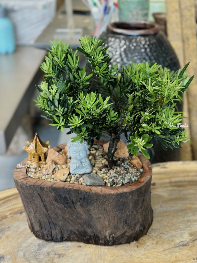 La hán tùng dáng bonsai gợi cảm giác tĩnh tại và trưởng thành.