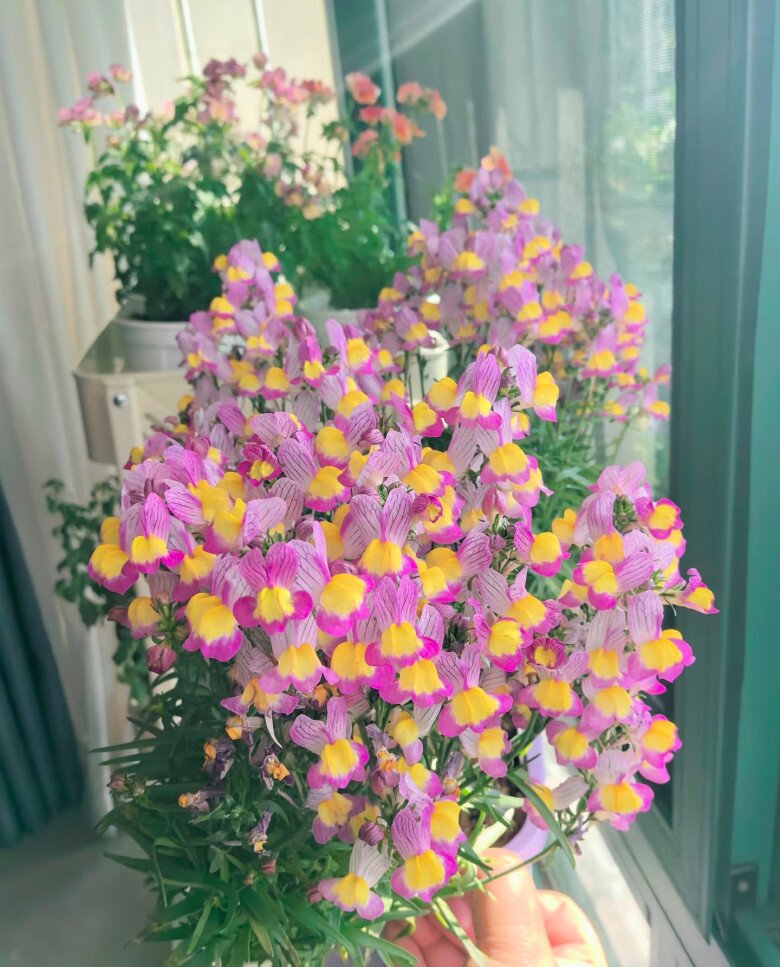 Loài hoa thơm ngát chịu nóng tốt, chịu rét khỏe, không cần chăm nhiều vẫn nở hoa chi chít quanh năm - 2