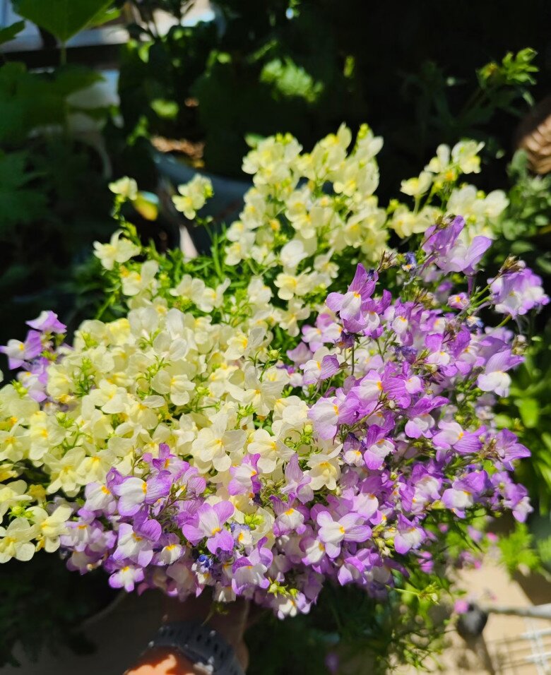 Loài hoa thơm ngát chịu nóng tốt, chịu rét khỏe, không cần chăm nhiều vẫn nở hoa chi chít quanh năm - 4