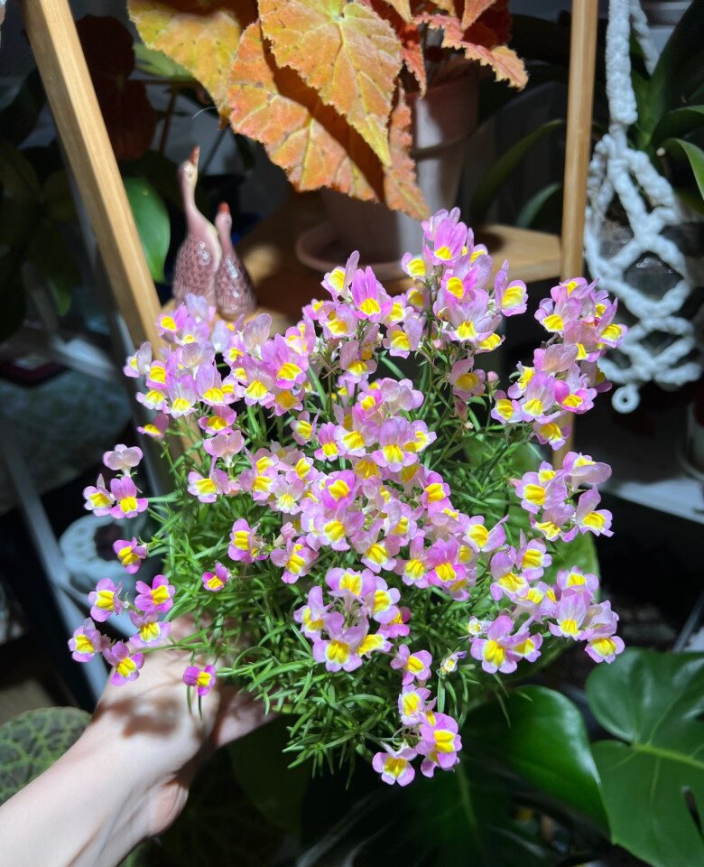 Loài hoa thơm ngát chịu nóng tốt, chịu rét khỏe, không cần chăm nhiều vẫn nở hoa chi chít quanh năm - 5