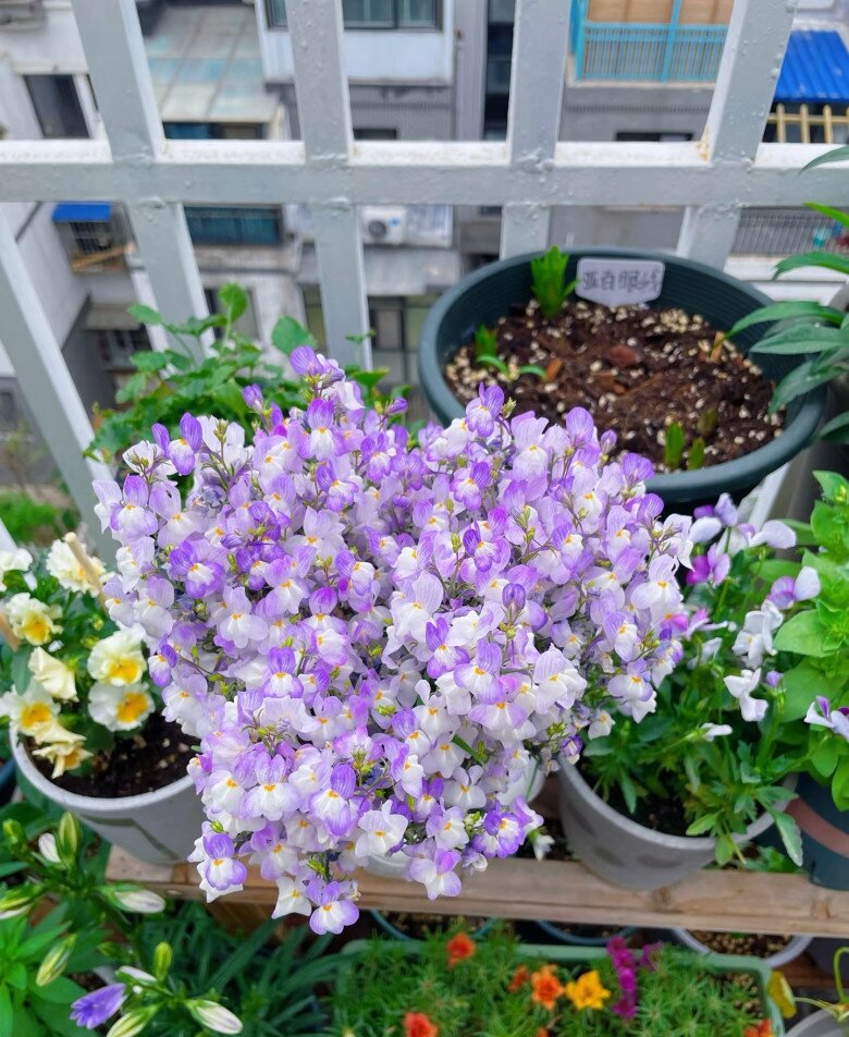 Loài hoa thơm ngát chịu nóng tốt, chịu rét khỏe, không cần chăm nhiều vẫn nở hoa chi chít quanh năm - 7
