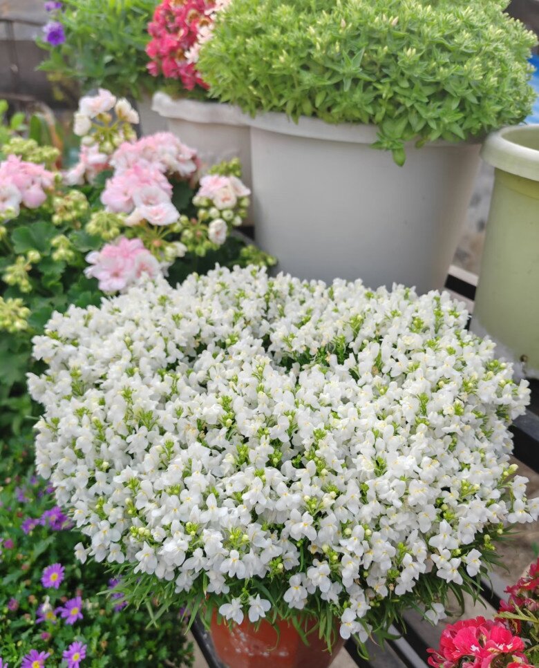 Loài hoa thơm ngát chịu nóng tốt, chịu rét khỏe, không cần chăm nhiều vẫn nở hoa chi chít quanh năm - 8