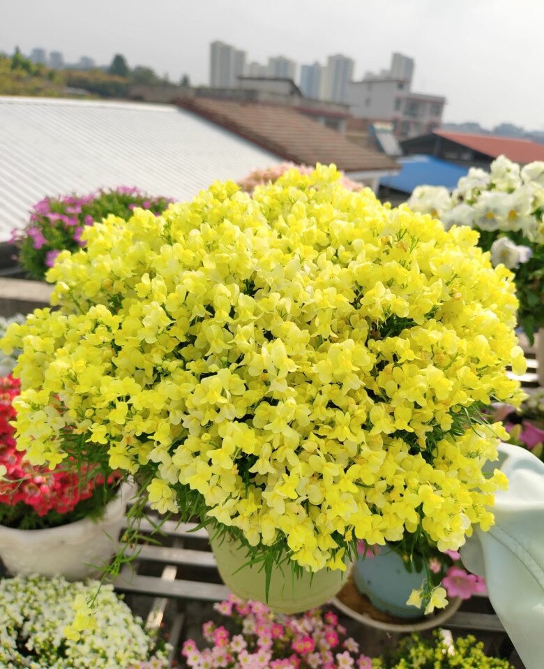 Loài hoa thơm ngát chịu nóng tốt, chịu rét khỏe, không cần chăm nhiều vẫn nở hoa chi chít quanh năm - 9