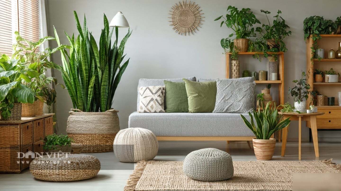 Điểm đắt giá nhất của cây cảnh này là họa tiết