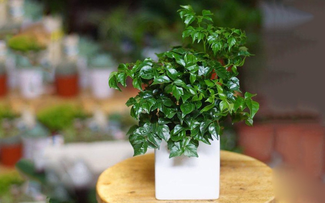 Đặt một chậu hạnh phúc trong phòng khách như một sự cầu mong may mắn, hạnh phúc sẽ đến với tổ ấm của mình. Với độ cao trung bình từ 1,4m - 1,6m, cây hạnh phúc rất phù hợp để đặt nơi góc phòng.