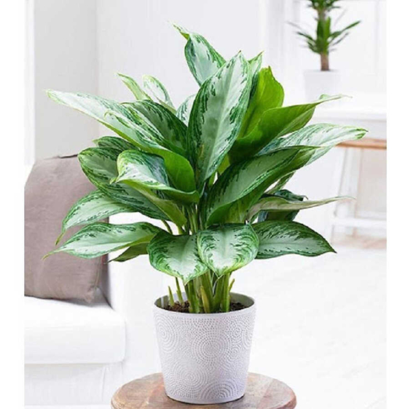 Cây lan tuyết là một trong những cây cảnh để phòng khách được nhiều người quan tâm hiện nay.