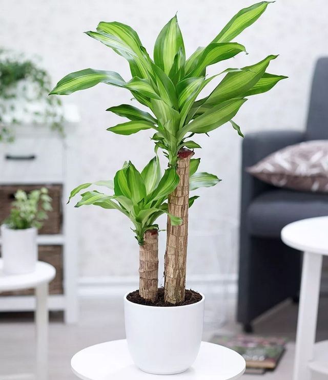 Khác với những loại cây khác, ý nghĩa của cây thiết mộc lan còn thể hiện qua số nhánh mà cây sở hữu.