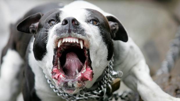 Úc: Chó cưng bị 3 con pitbull cắn mất mạng, chủ dùng cung tên bắn chết từng con một - Ảnh 2.