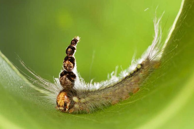 Hình ảnh sâu bướm Uraba Lugens có 5 cái đầu, trong đó 4 cái phía trên được lưu giữ sau những lần thoát xác