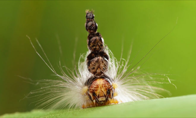 Những cái đầu giả này giúp sâu bướm phòng thân trước các loài côn trùng khác.