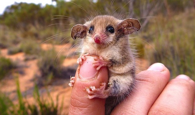 Australia giải cứu loài chuột túi tí hon - Ảnh 1