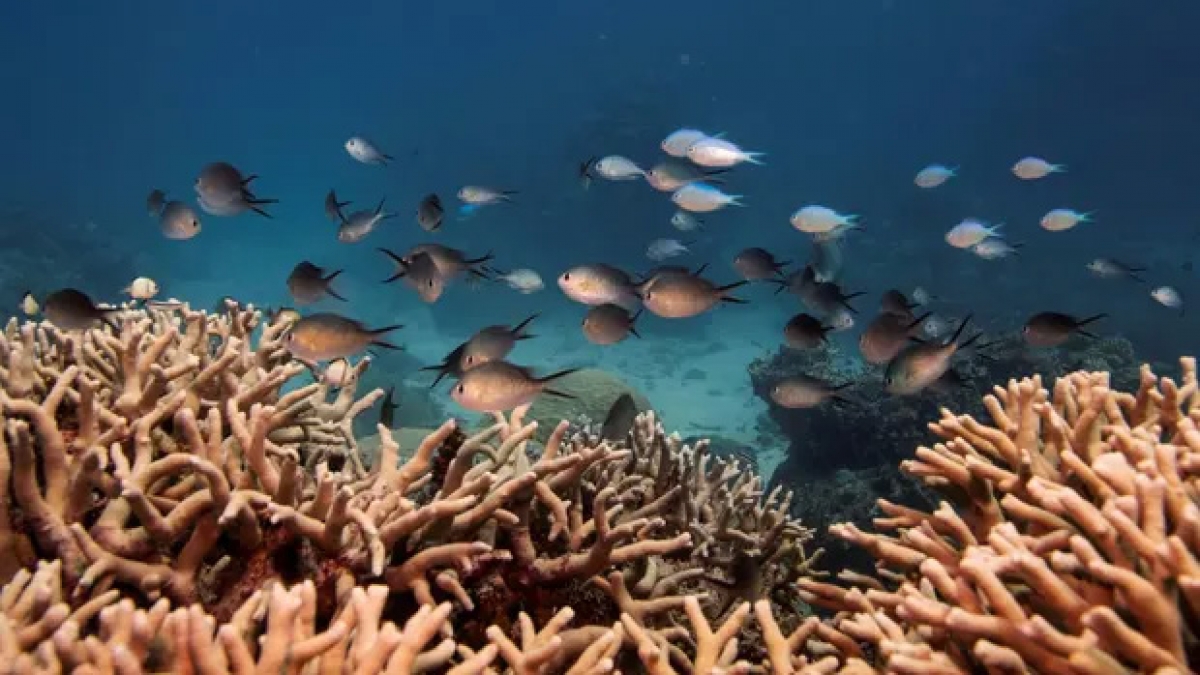 Rạn san hô Great Barrier được UNESCO công nhận là di sản thế giới năm 1981. Nguồn Reuters