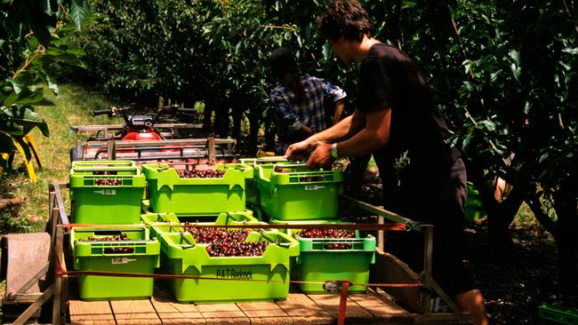 File image of farm work in Australia. The Queensland government is moving to protect regional communities from seasonal workers during the COVID-19 pandemic.