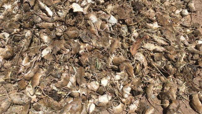 NSW MOUSE PLAGUE