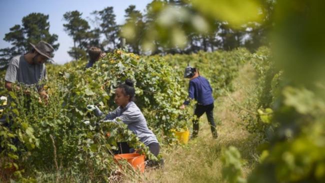 About 26,000 extra workers will be needed to pick Australian fruit and vegetables this summer