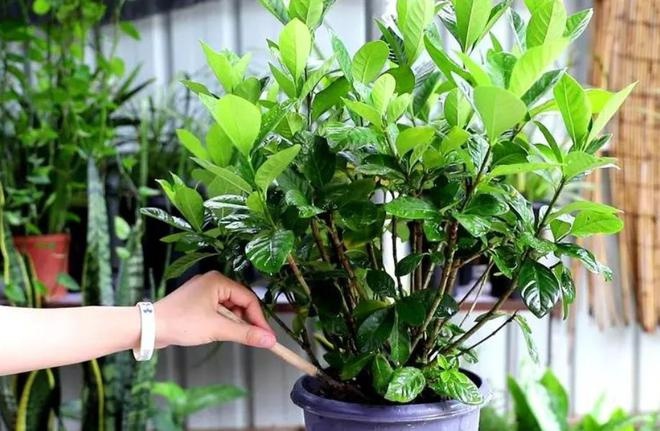 Mang loại chất lỏng này nhỏ 10 giọt lên cây, lá sẽ to và xanh, ra cả trăm bông hoa - 1