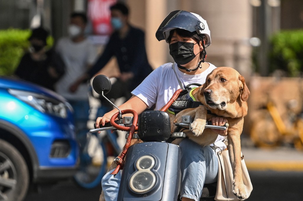 Một phụ nữ đưa chó cưng đi dạo trên đường phố Thượng Hải ngày 6/6. Ảnh: AFP