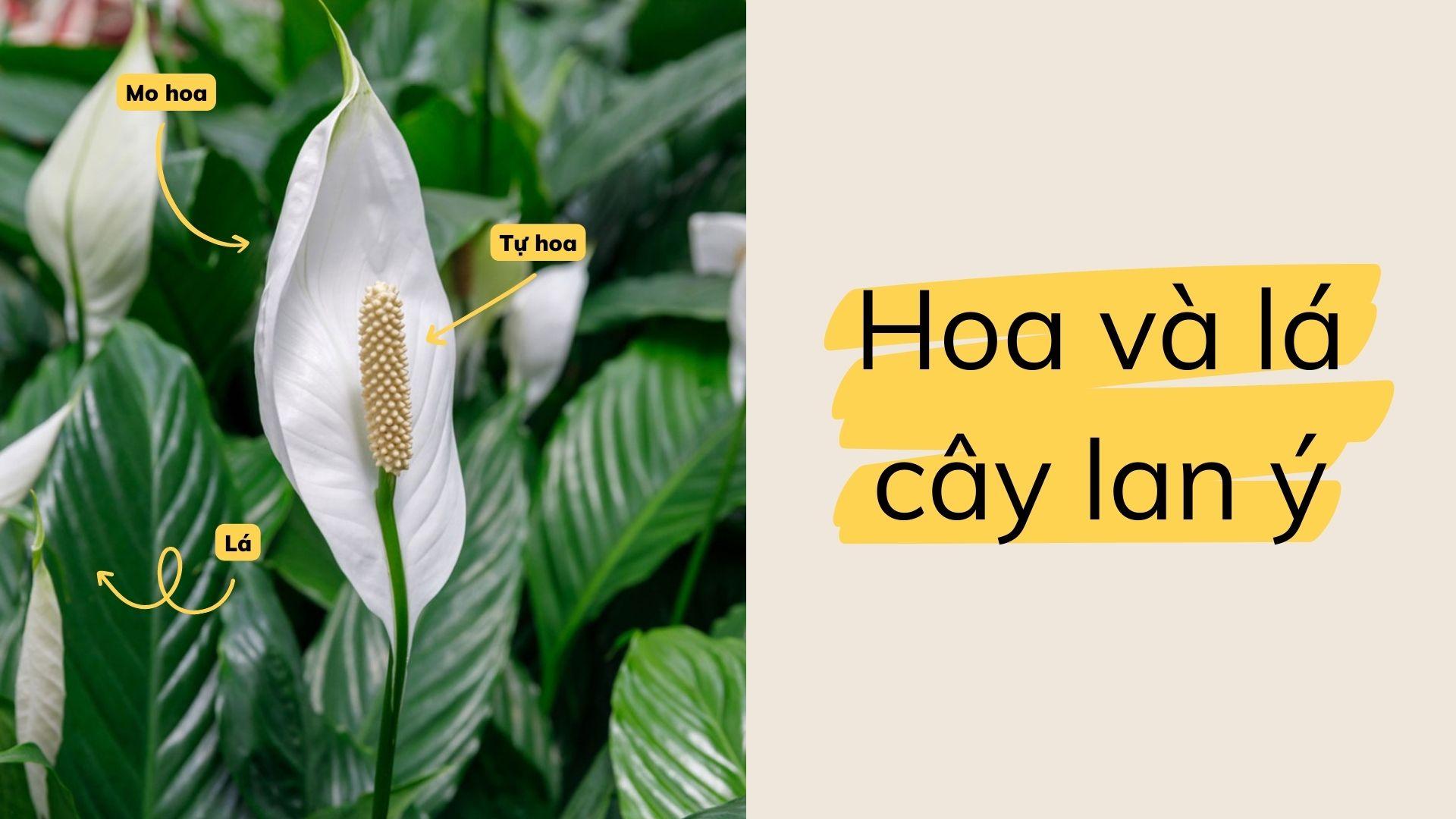 Cây lan ý: Đặc điểm, ý nghĩa, cách trồng và cách chăm sóc - 3