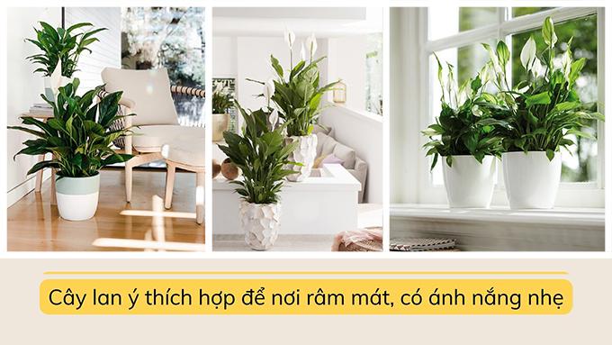 Cây lan ý: Đặc điểm, ý nghĩa, cách trồng và cách chăm sóc - 7