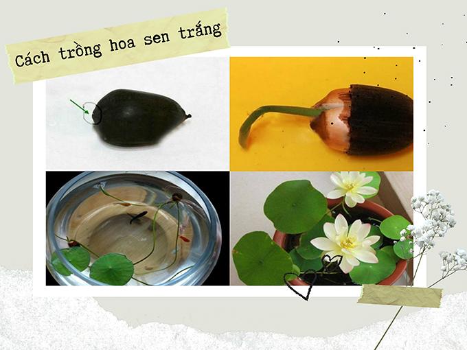 Hoa sen trắng: ý nghĩa, công dụng và cách trồng ra hoa thơm ngát - 7