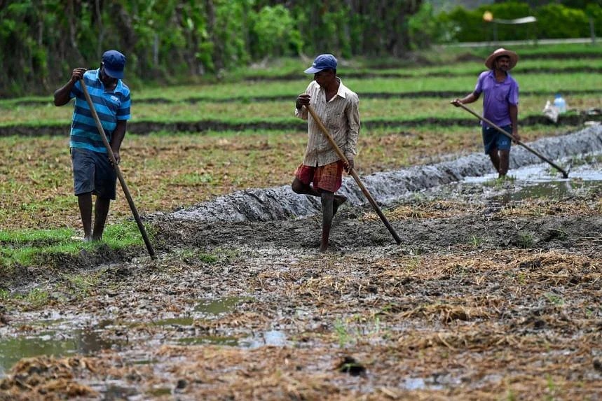 Nông dân Sri Lanka làm việc tại Hambantota ngày 23/4. Ảnh: AFP.