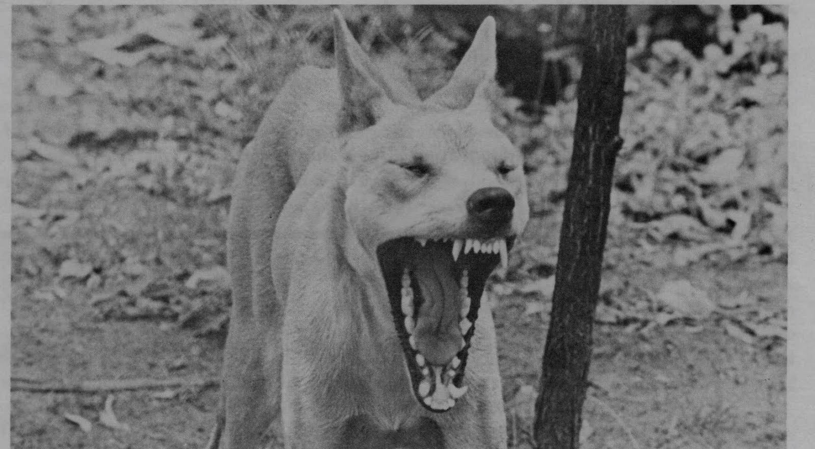 Một con chó dingo trong môi trường sống tự nhiên. Ảnh: Little Darwin
