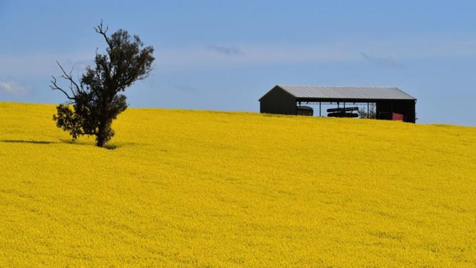 Canola production is tipped to drop 41 per cent but will come in above the 10-year average. (Mick Tsikas/AAP PHOTOS)