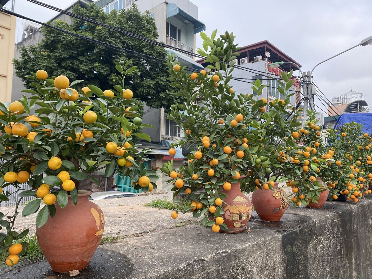 10 loại cây cảnh không những đẹp mà còn ăn được, trồng 1 chậu trong nhà, nấu ăn không lo thiếu gia vị - 5