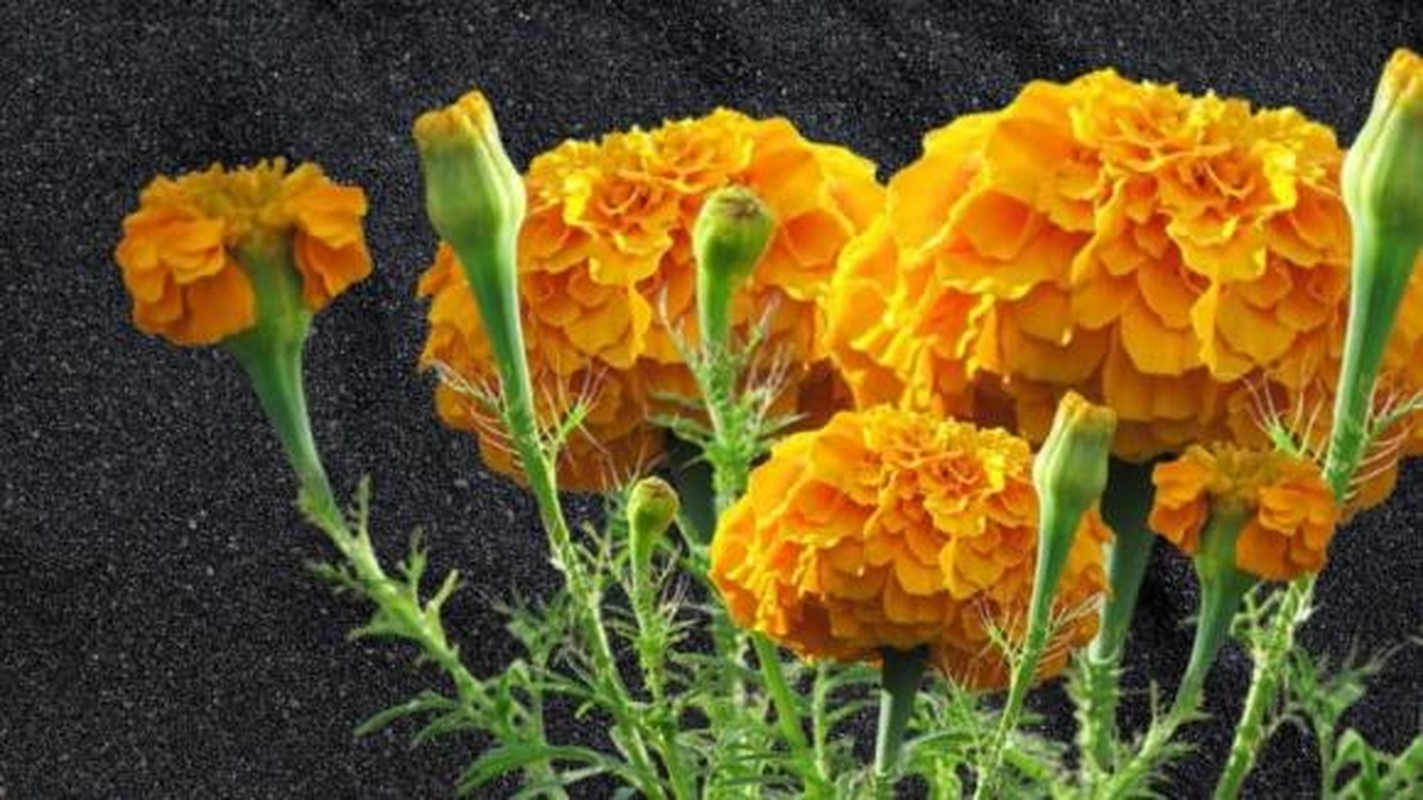 Cuc van tho trong the nao de khong pham phong thuy?-Hinh-2