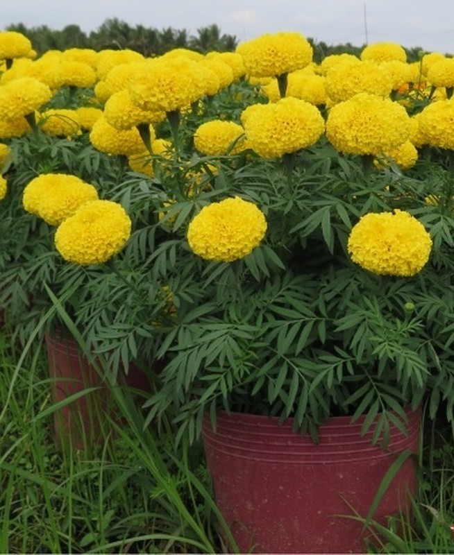 Cuc van tho trong the nao de khong pham phong thuy?-Hinh-3