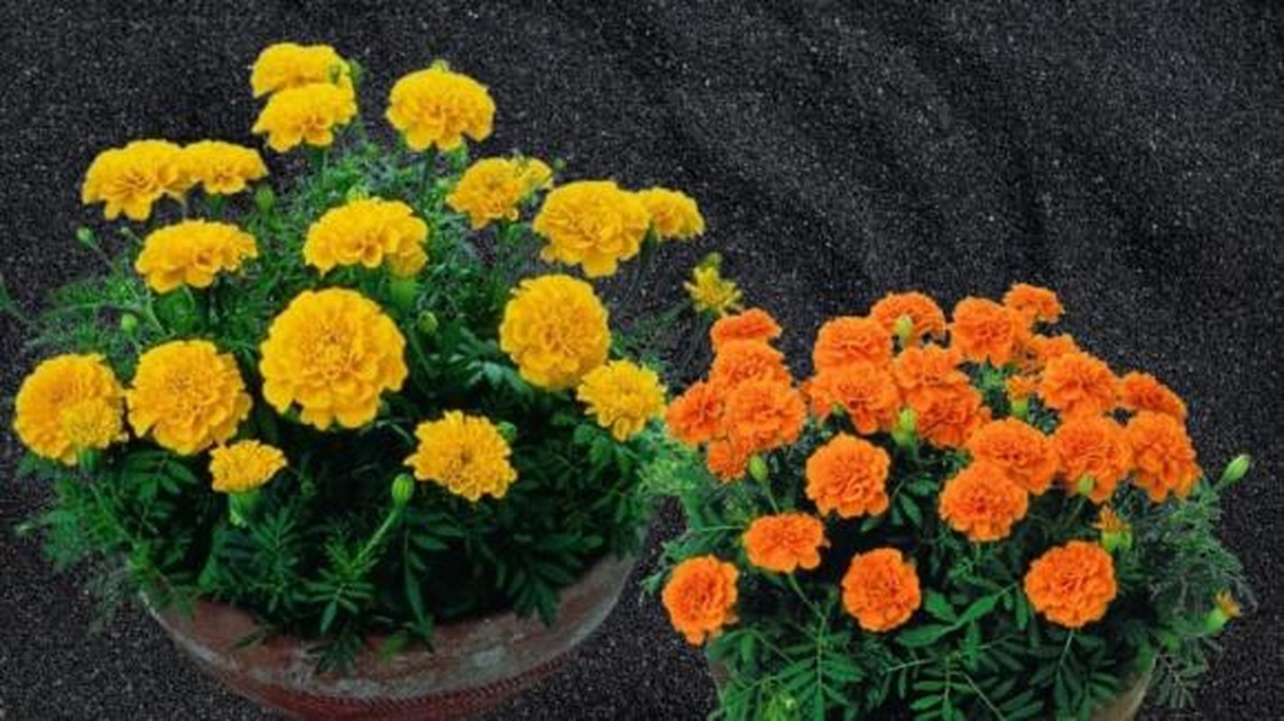 Cuc van tho trong the nao de khong pham phong thuy?-Hinh-4