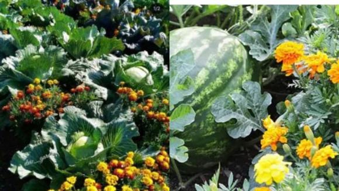 Cuc van tho trong the nao de khong pham phong thuy?-Hinh-5