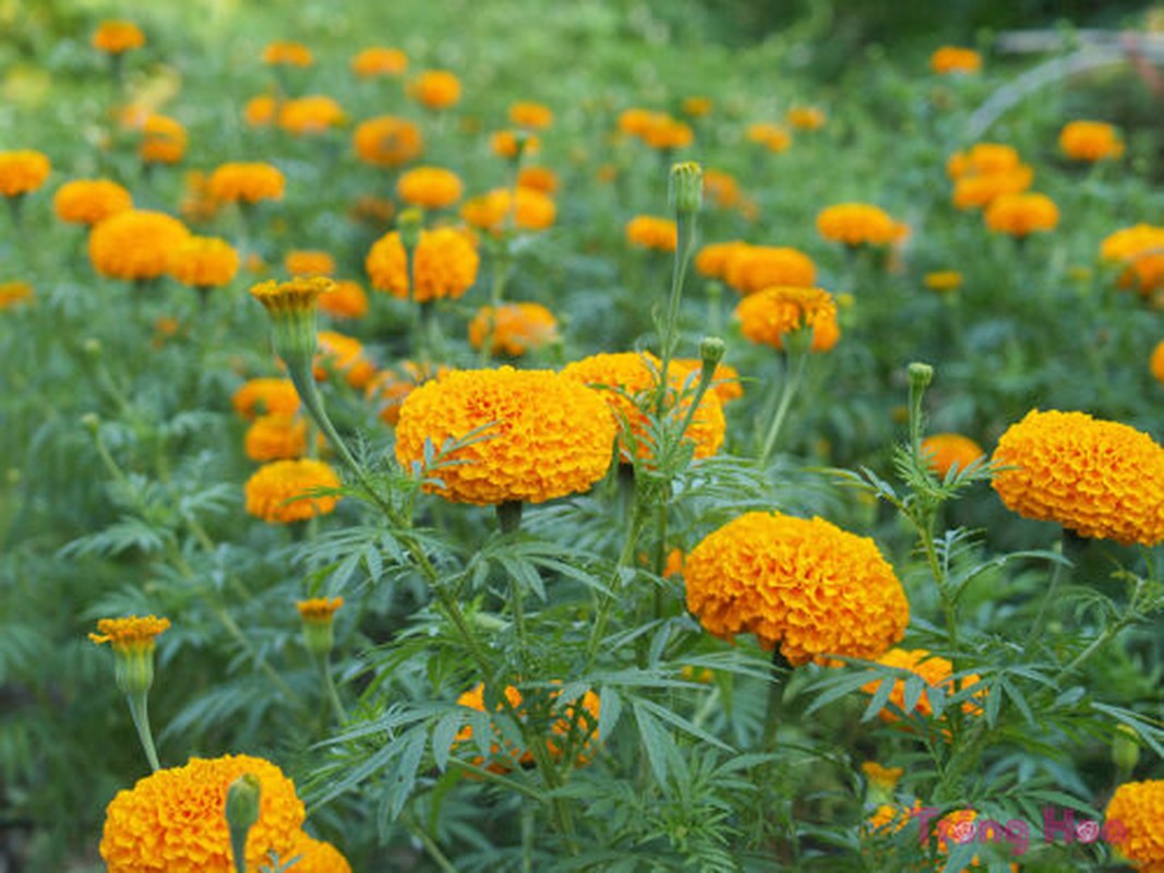 Cuc van tho trong the nao de khong pham phong thuy?-Hinh-6