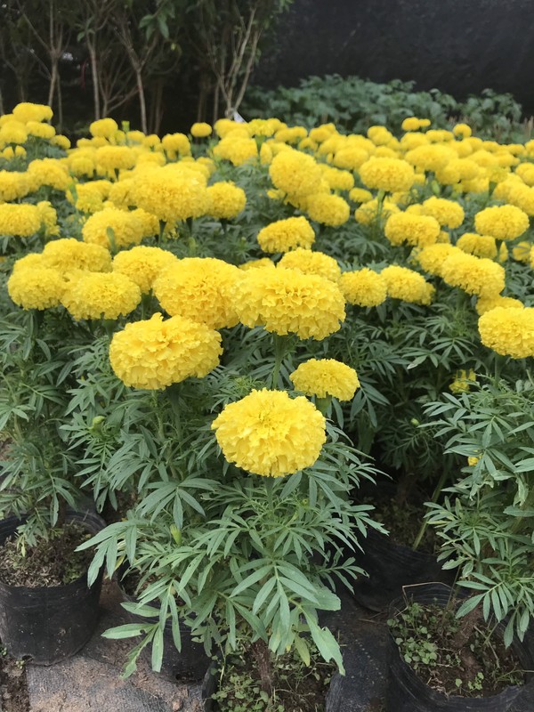 Cuc van tho trong the nao de khong pham phong thuy?-Hinh-8