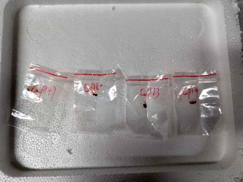 Mẫu thực vật được xác định là nấm Fusarium graminearum được Liu đưa vào Mỹ năm 2024. Ảnh: AP