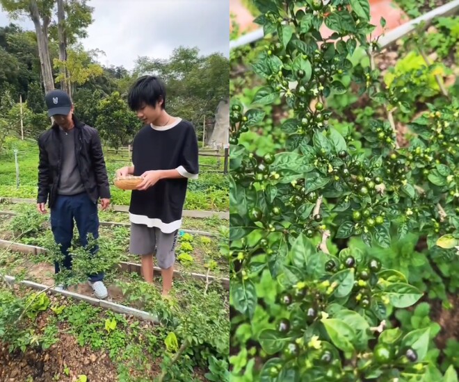 Lý Hải và Minh Hà khoe cả vườn ớt đắt nhất thế giới tại nông trại.