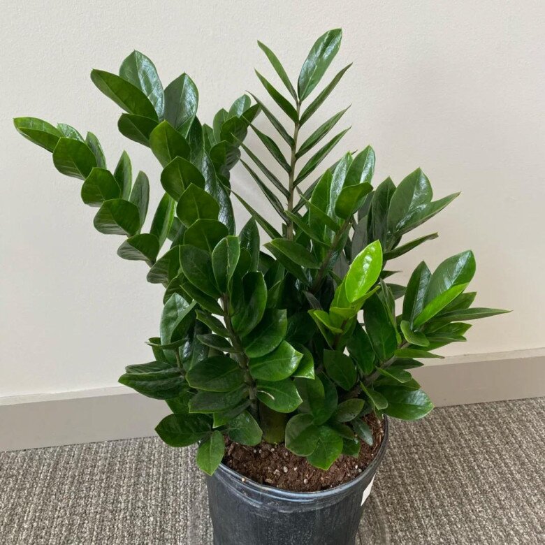 Ngày càng nhiều người từ bỏ cây kim tiền, 4 nhược điểm này khiến ai cũng phải ngán ngẩm - 3